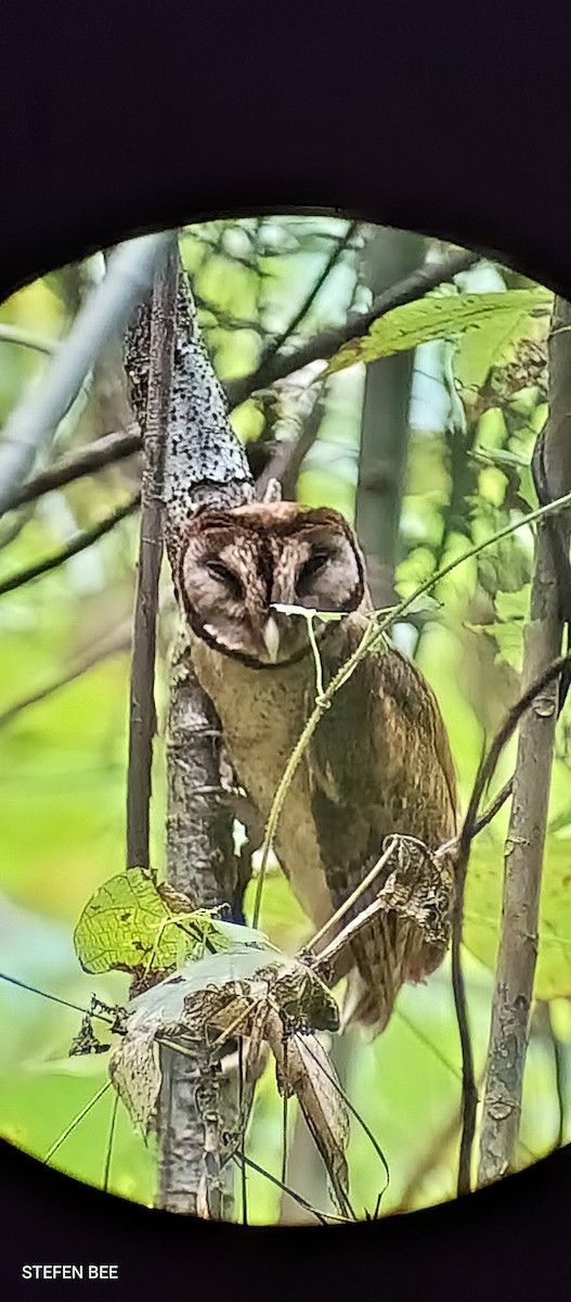 Minahasa Masked-Owl - ML634163405