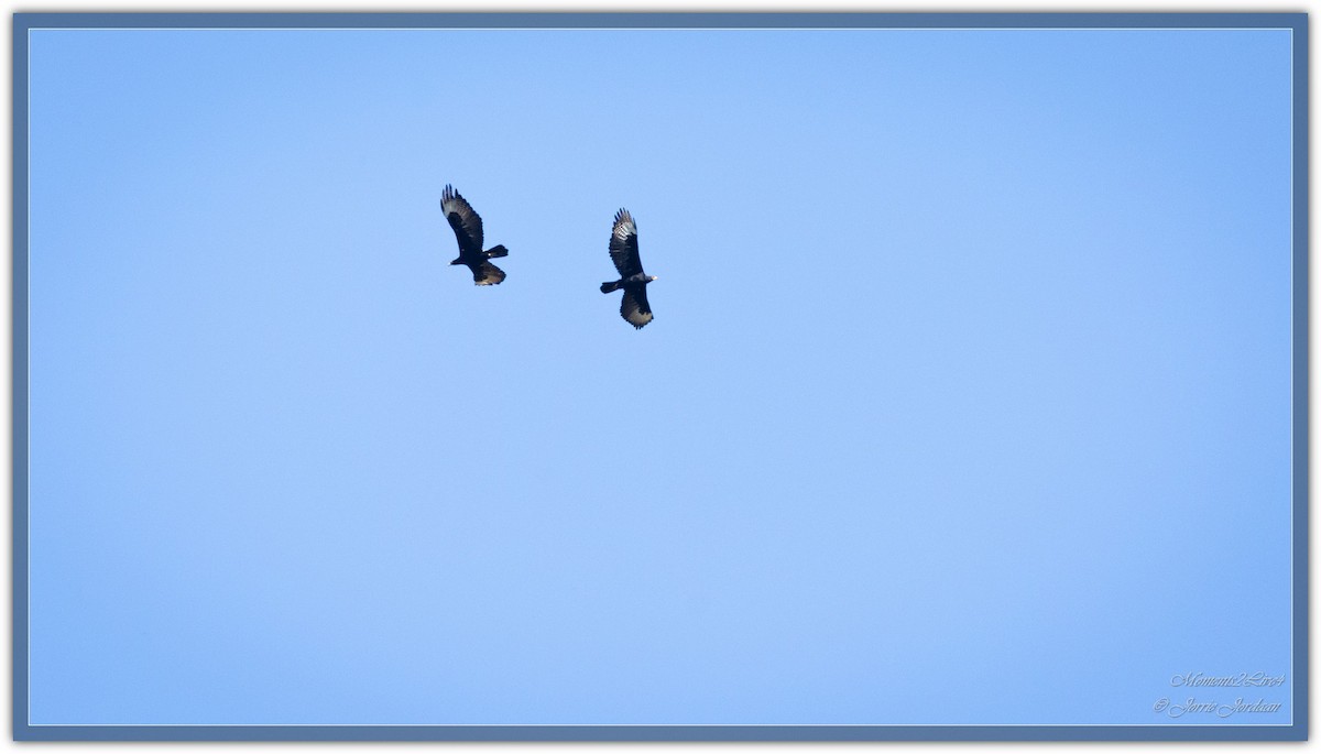 Verreaux's Eagle - ML634163467