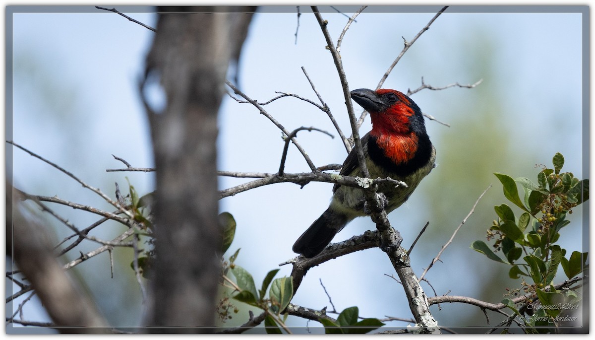 Black-collared Barbet - ML634163487