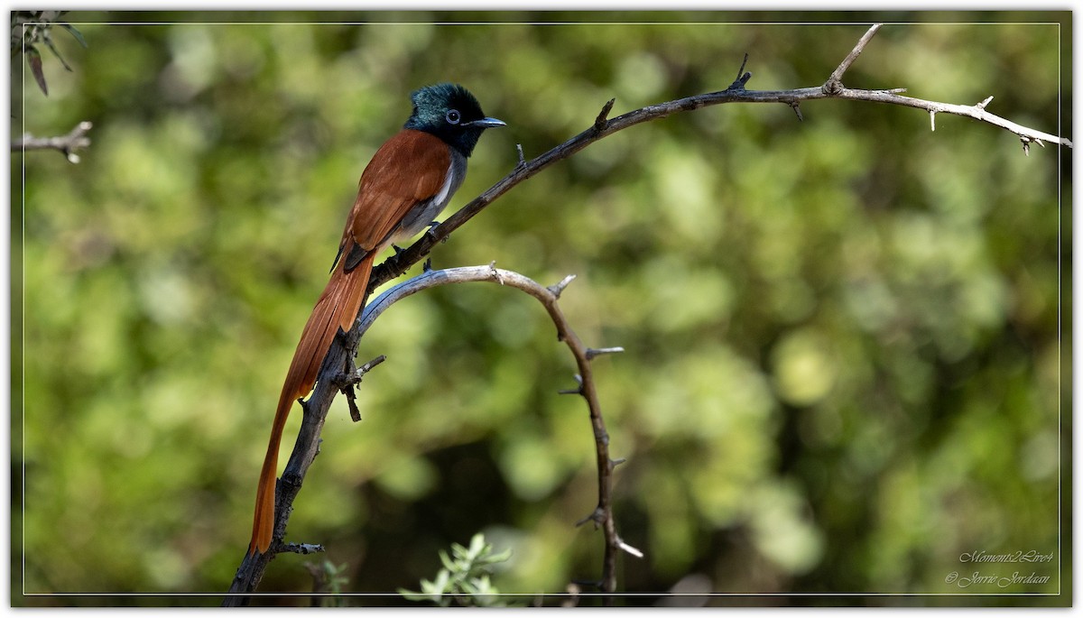 African Paradise-Flycatcher - ML634163503
