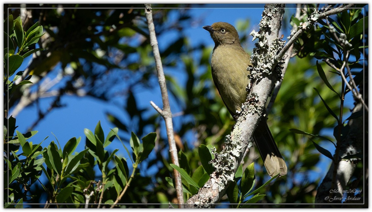 Sombre Greenbul - ML634163525