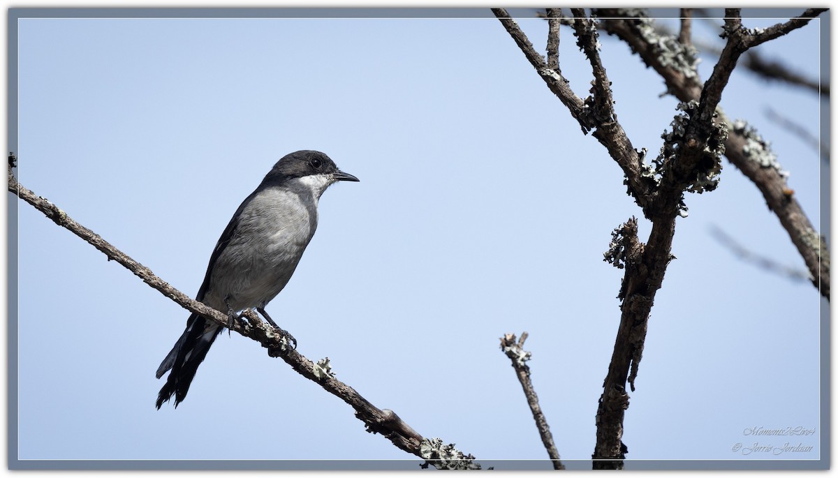 Fiscal Flycatcher - ML634163534