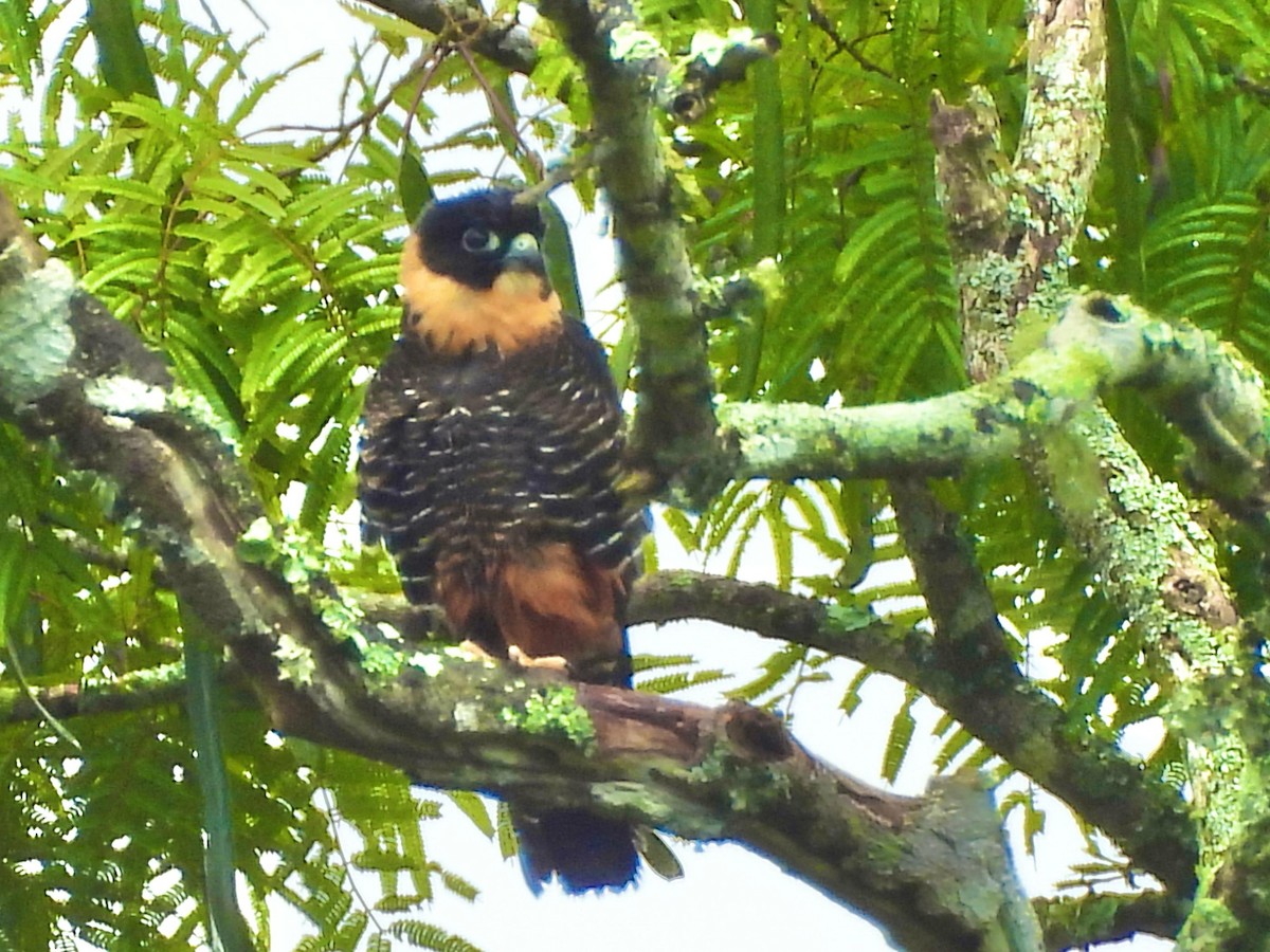 Orange-breasted Falcon - ML634163688