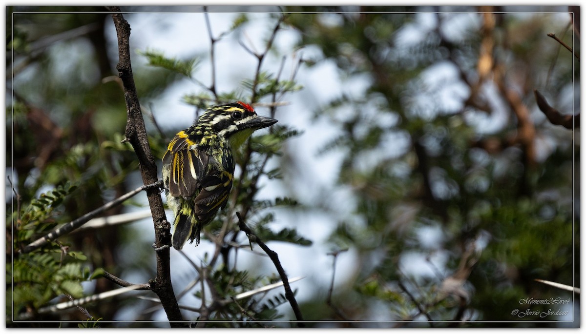 Southern Red-fronted Tinkerbird - ML634163696