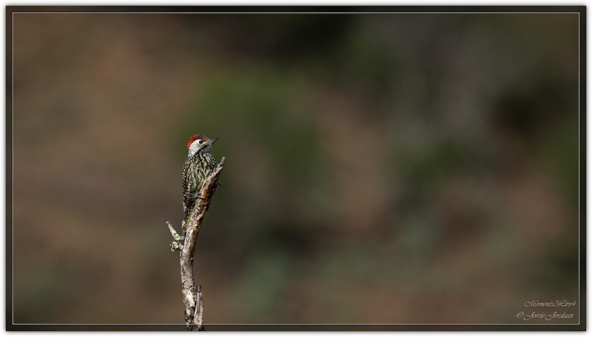 Cardinal Woodpecker - ML634163710