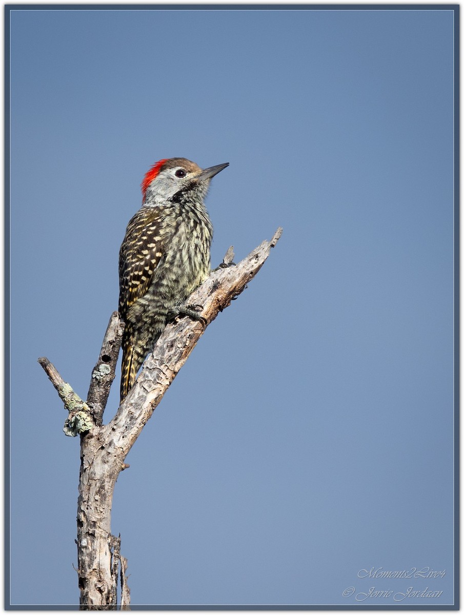 Cardinal Woodpecker - ML634163711
