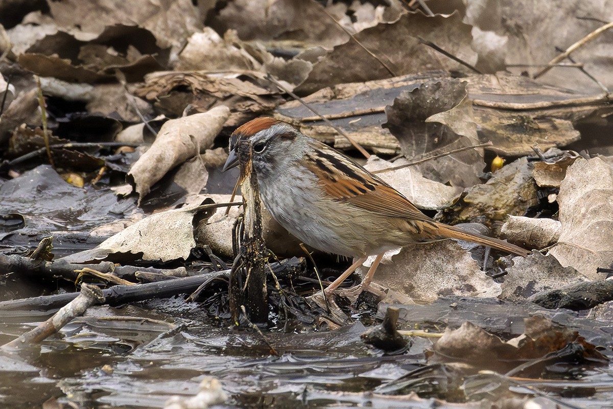 Sumpfammer - ML634163718