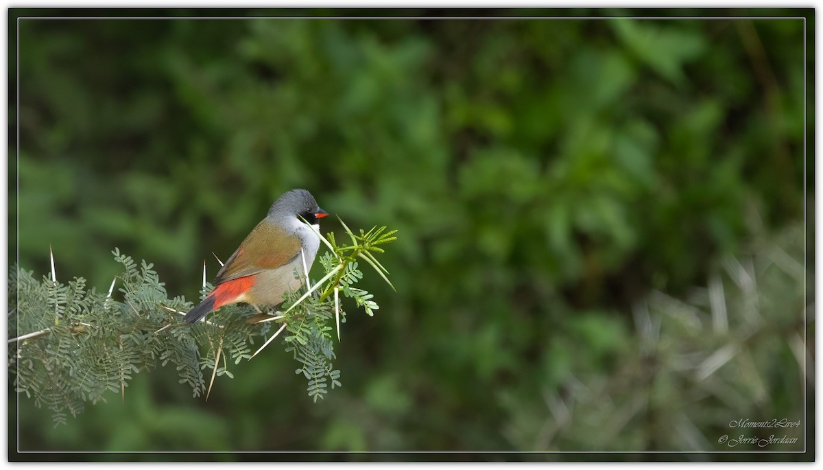 Swee Waxbill - ML634163767