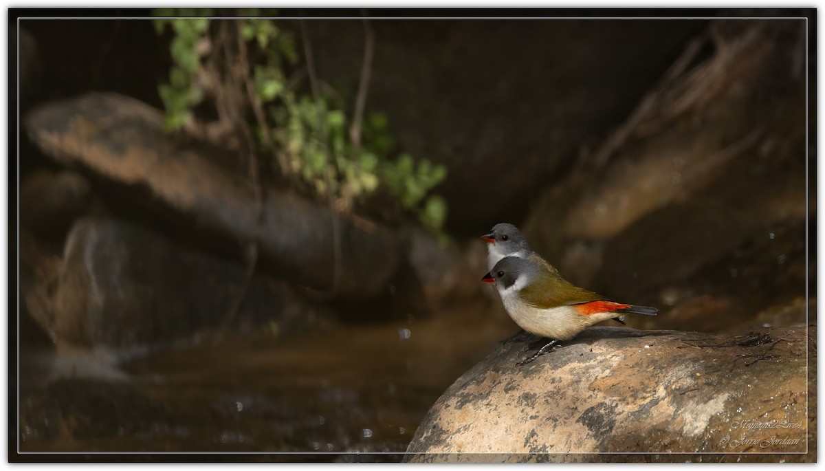 Swee Waxbill - ML634163768