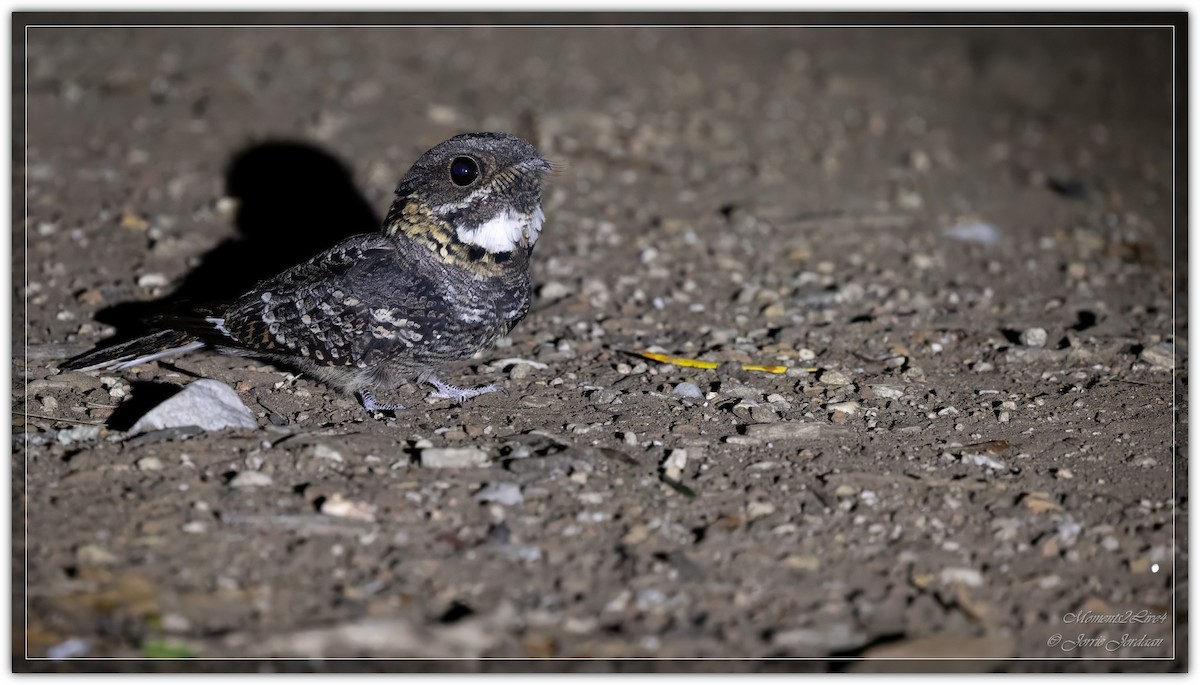 Fiery-necked Nightjar - ML634163916