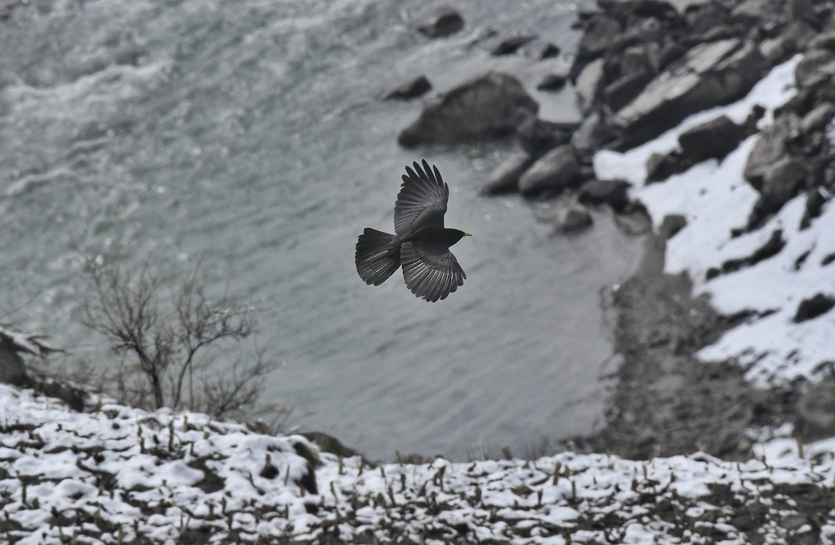 Yellow-billed Chough - ML634164172
