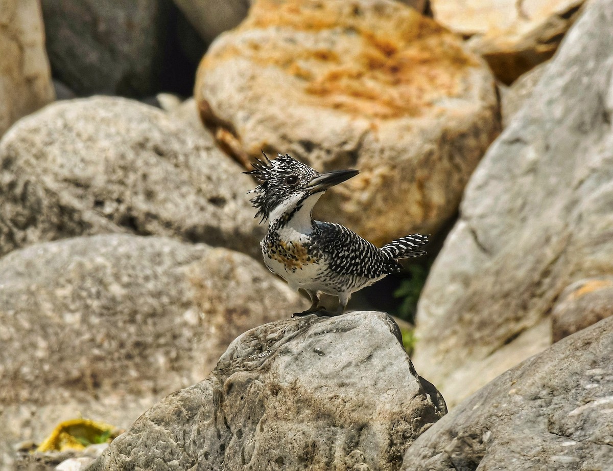 Crested Kingfisher - ML634164273