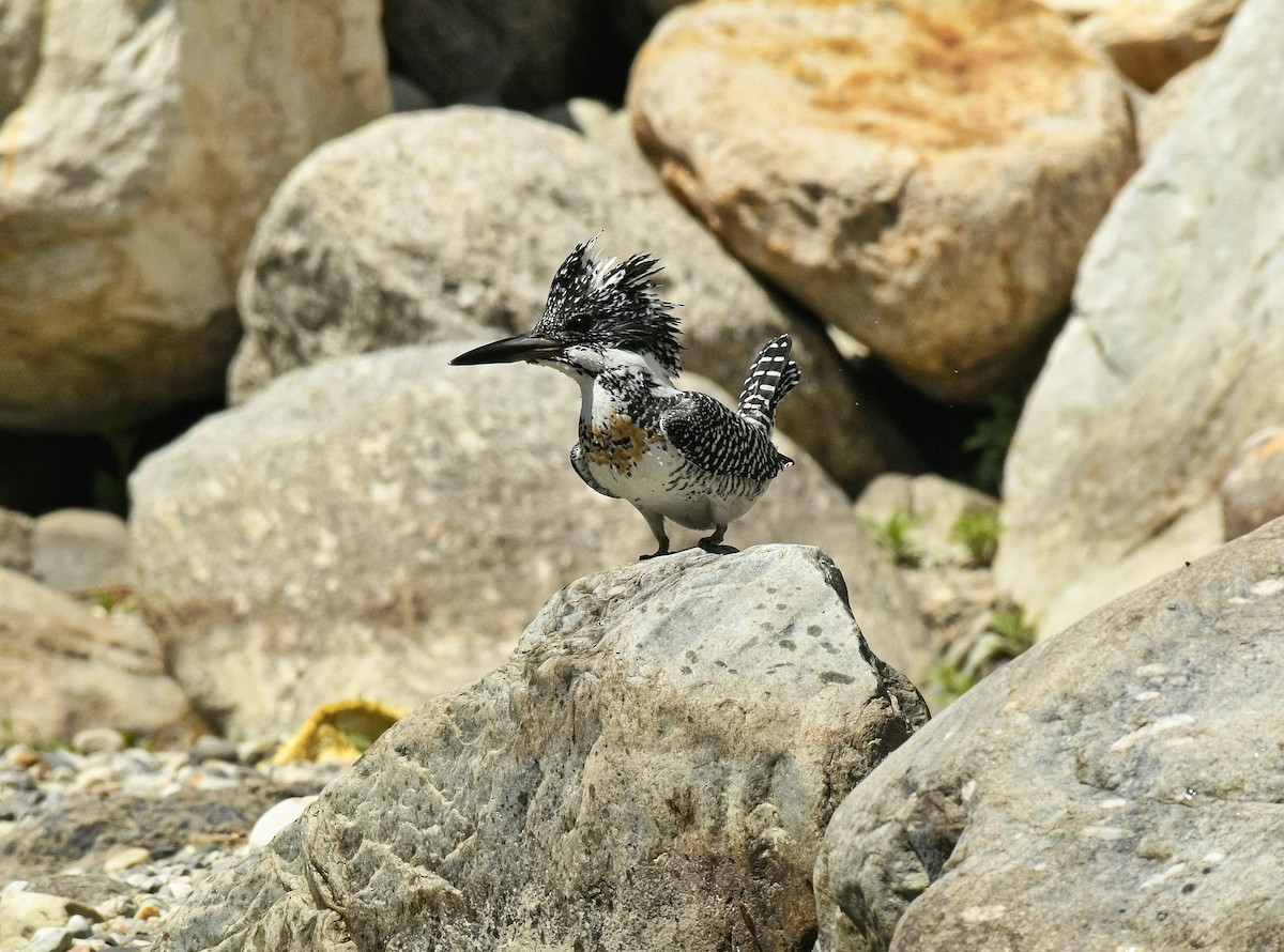 Crested Kingfisher - ML634164274