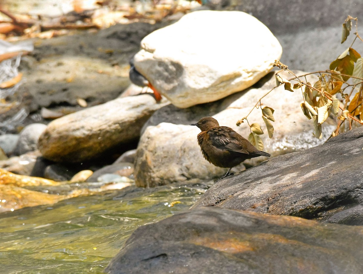 Brown Dipper - ML634164298