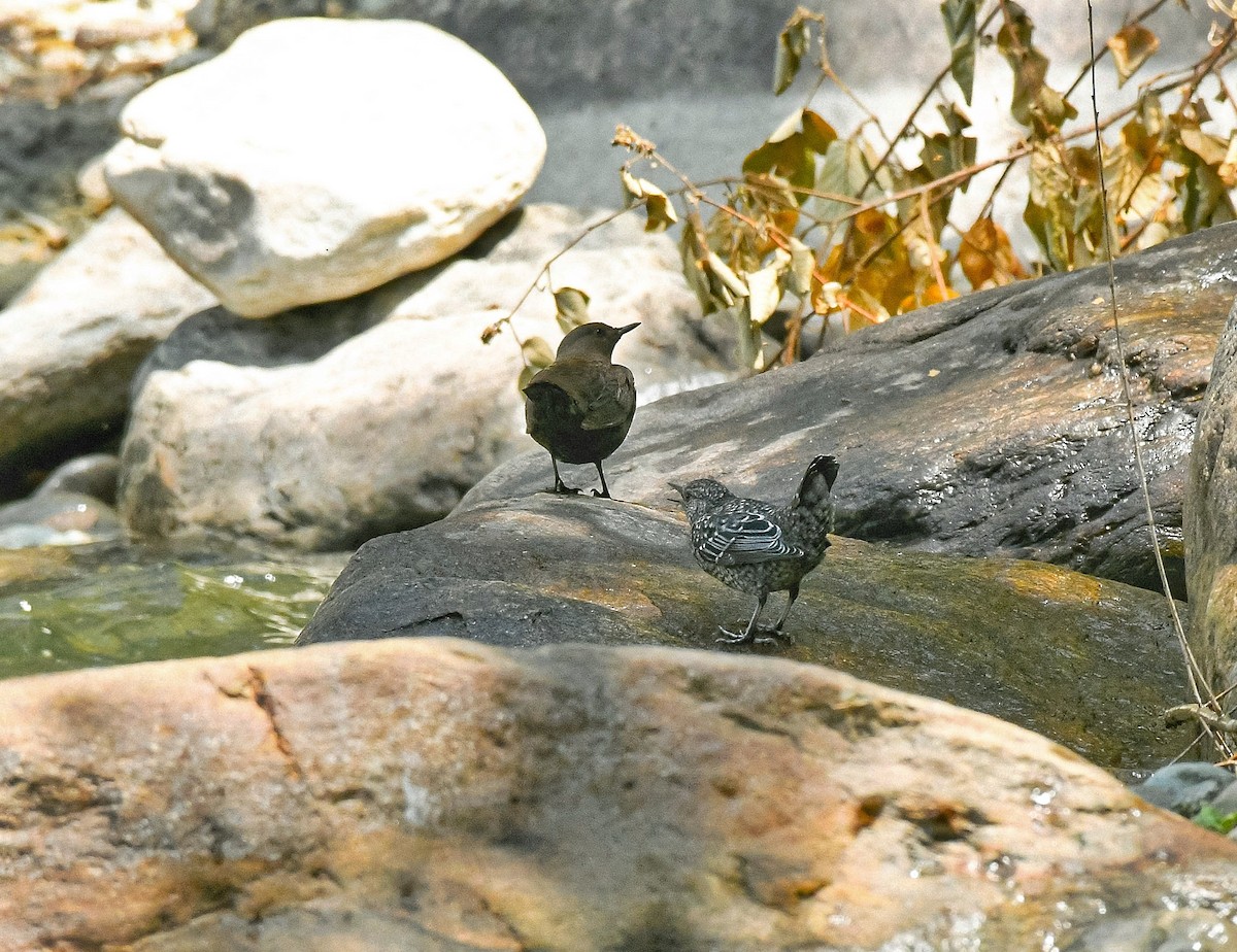 Brown Dipper - ML634164300