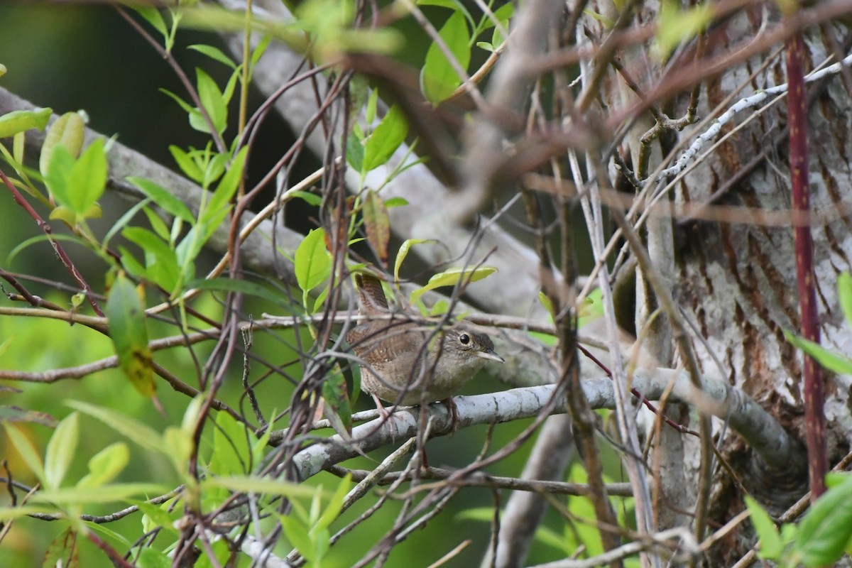 Northern House Wren - ML634164336