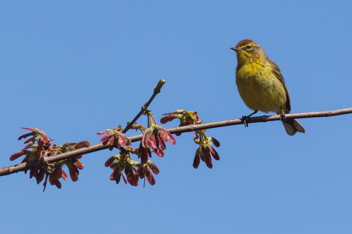 Palm Warbler - ML634164547