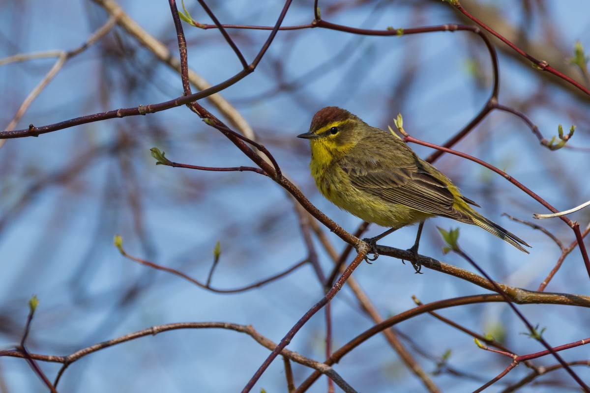 Palm Warbler - ML634164548
