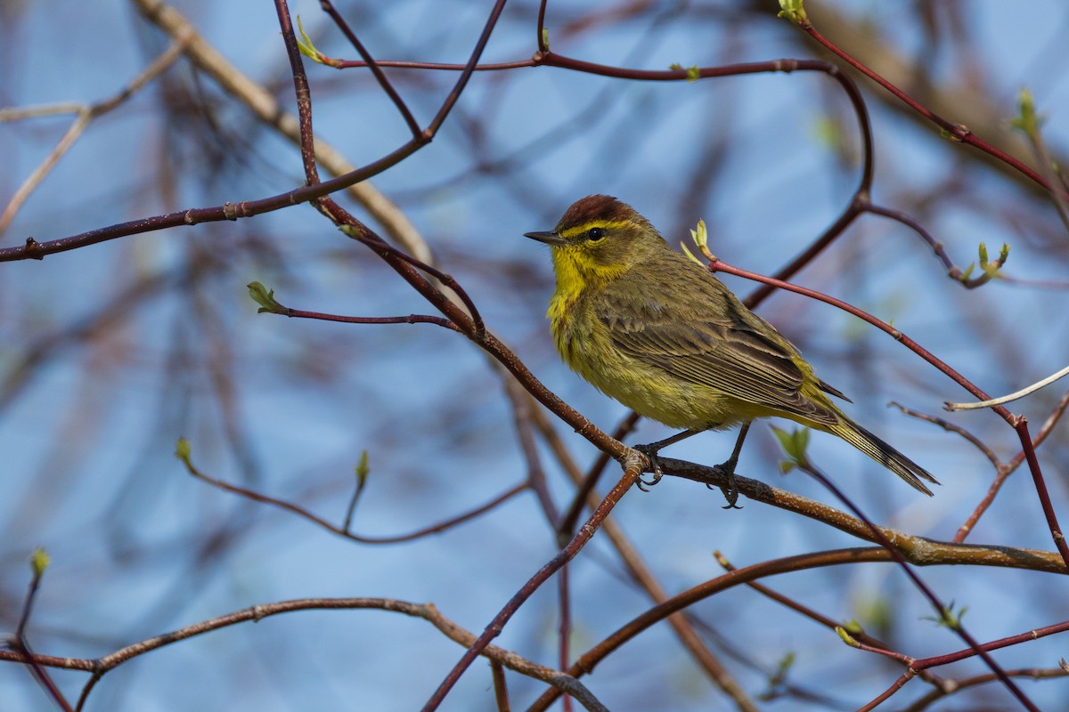 Palm Warbler - ML634164549