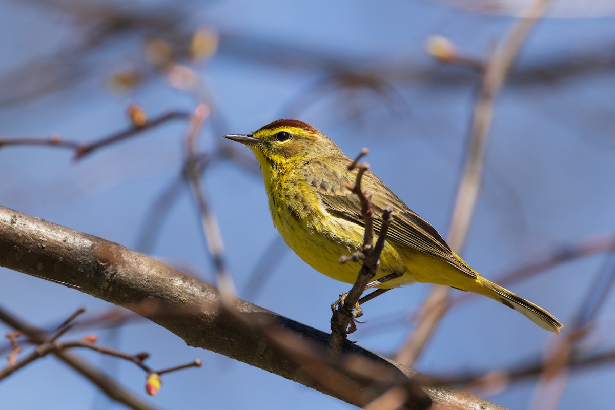 Palm Warbler - ML634164550