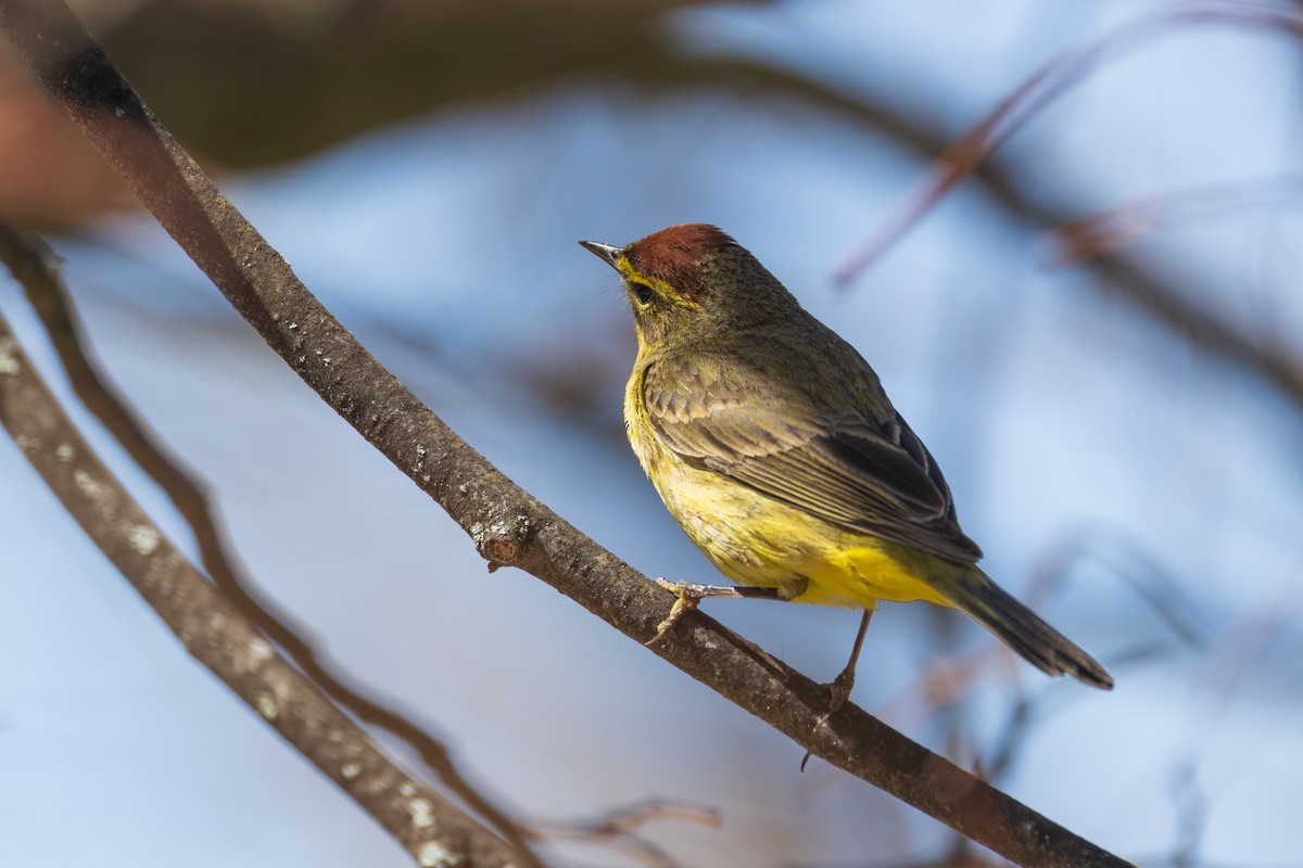 Palm Warbler - ML634164551