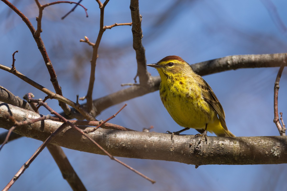 Palm Warbler - ML634164552