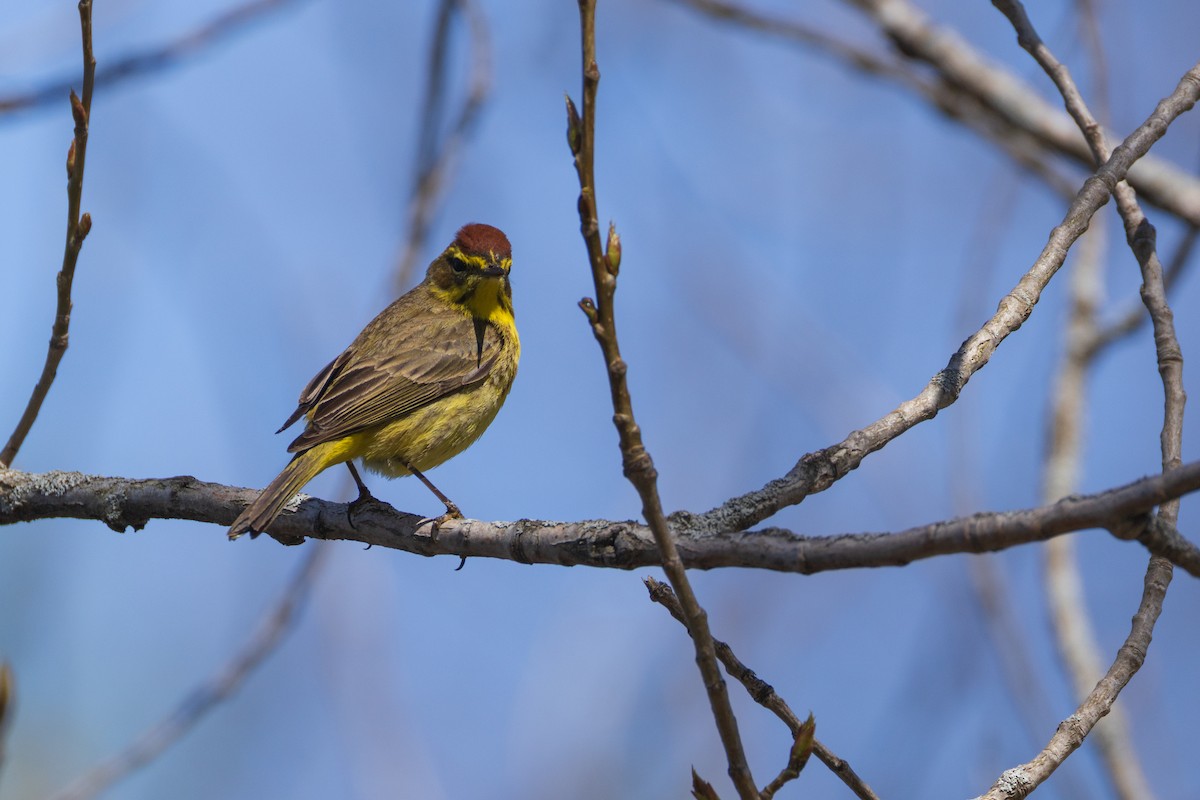 Palm Warbler - ML634164553