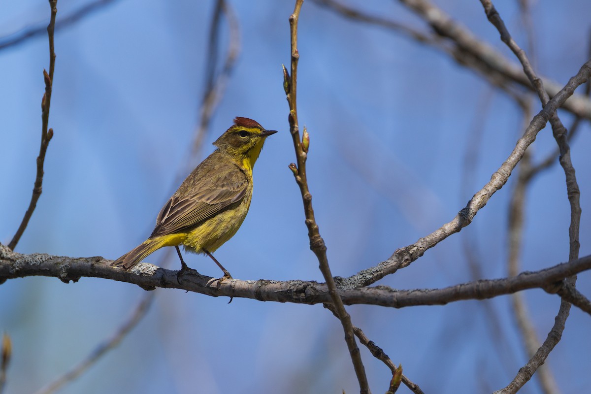 Palm Warbler - ML634164554