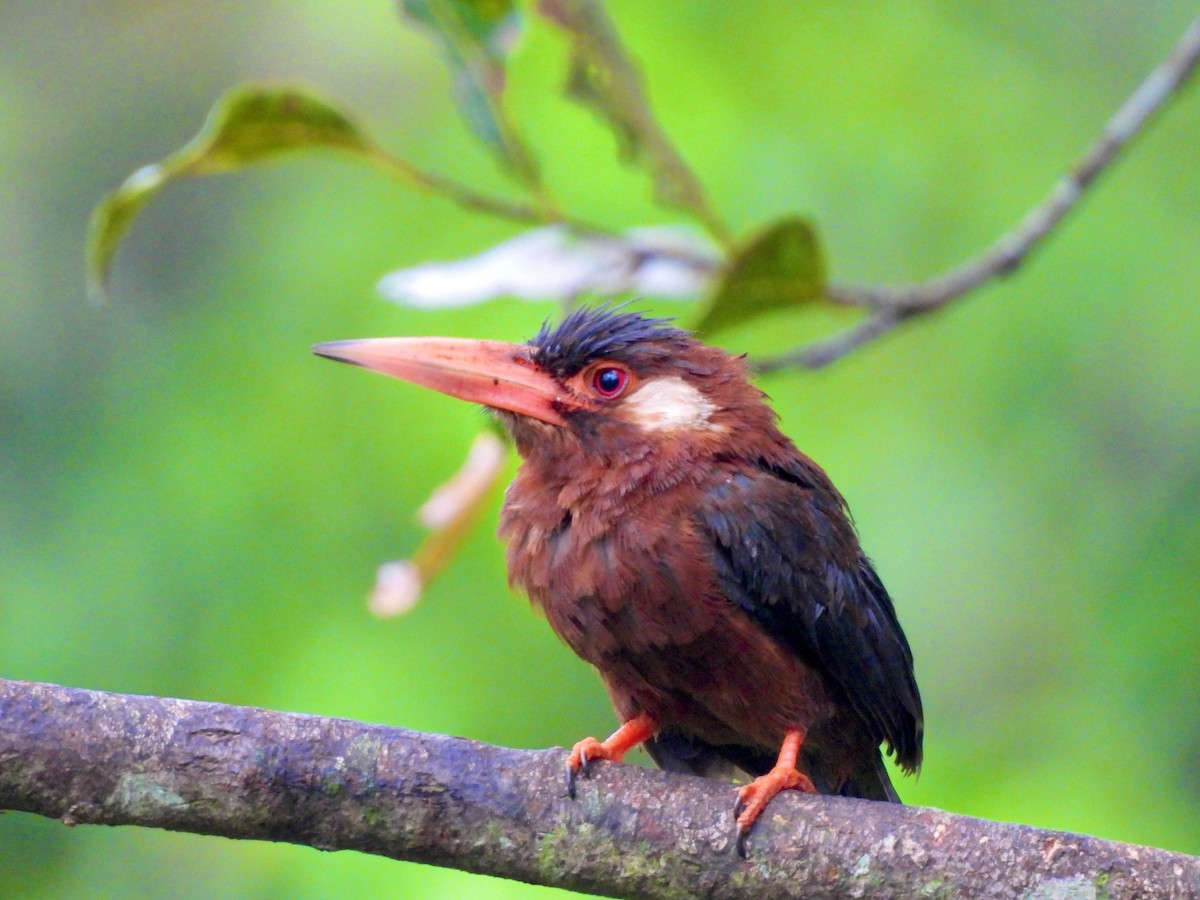 White-eared Jacamar - ML634164564