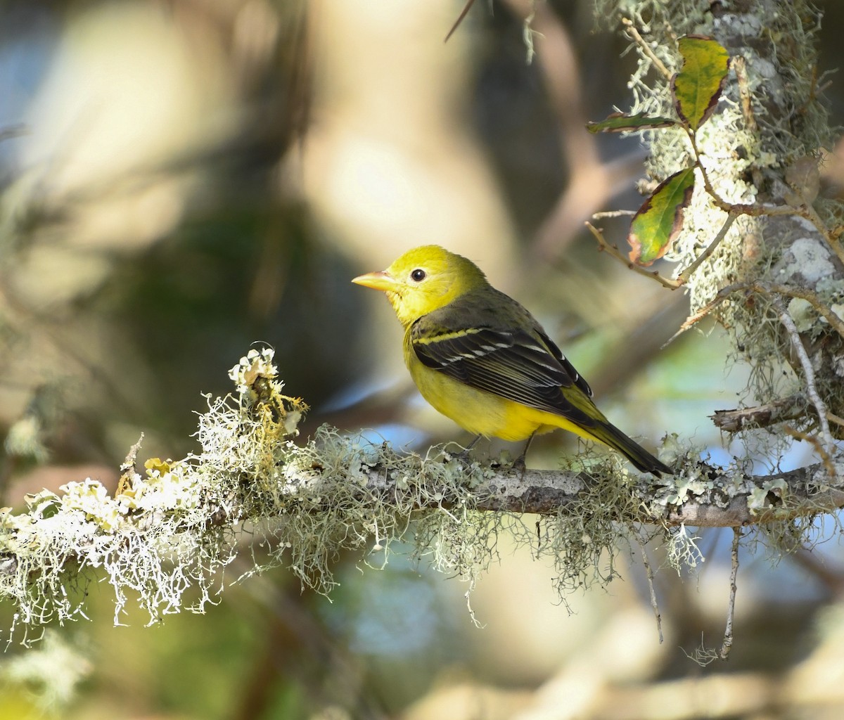 Western Tanager - ML634164651