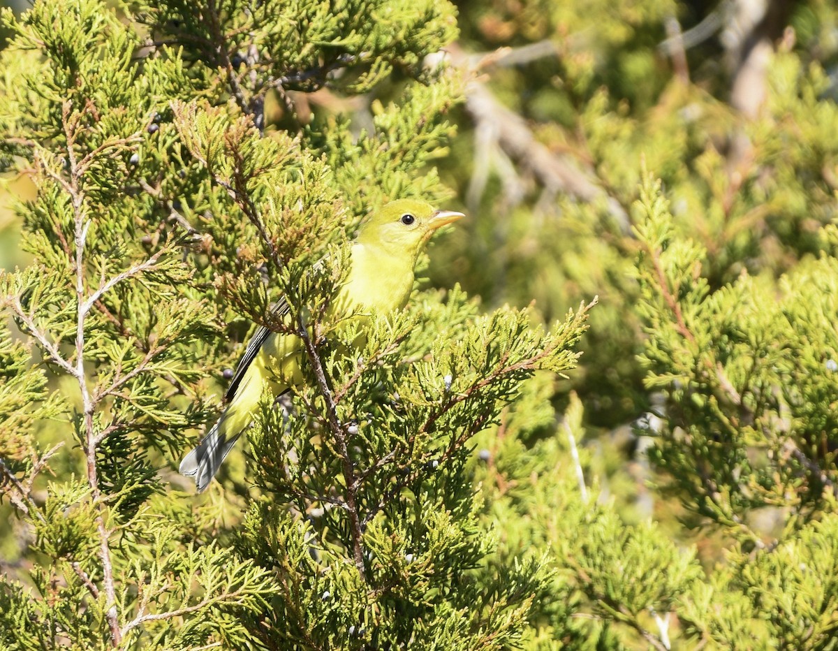 Western Tanager - ML634164653