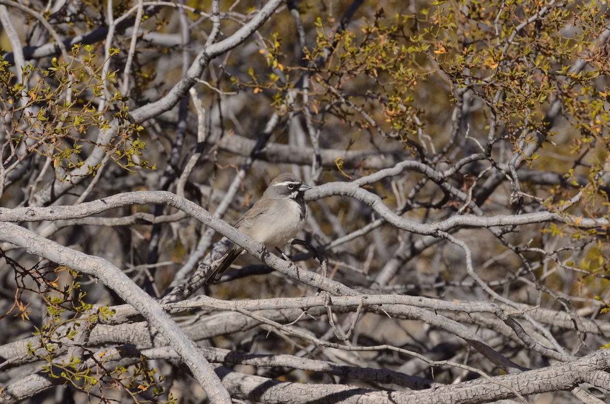 Black-throated Sparrow - ML634164839