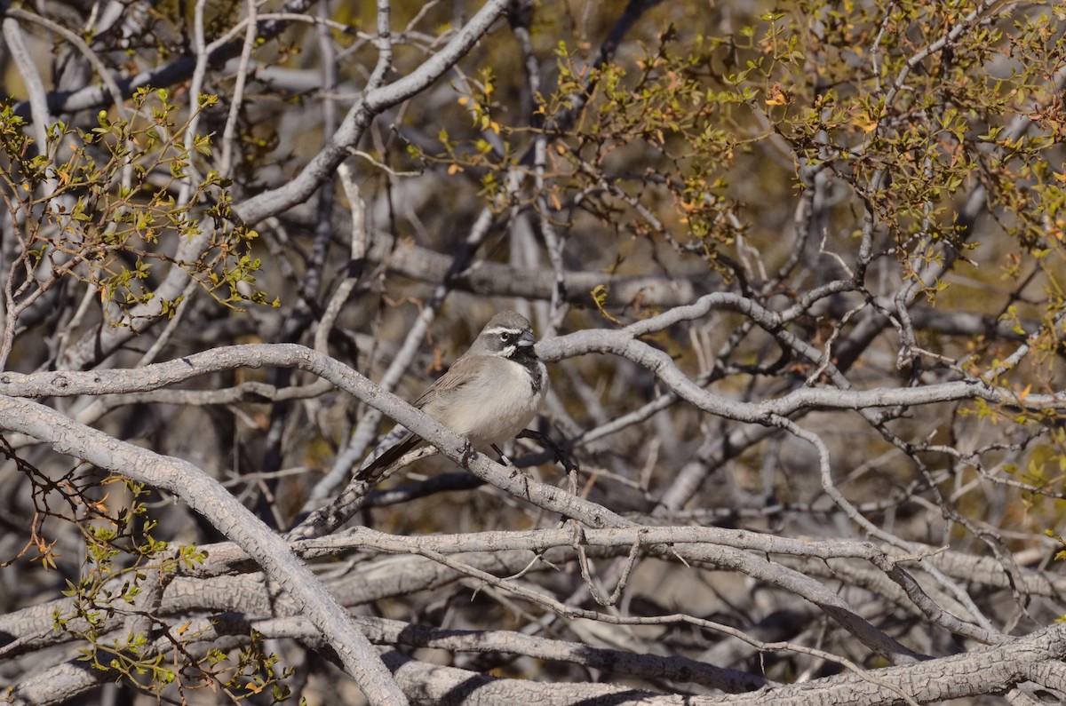 Black-throated Sparrow - ML634164840
