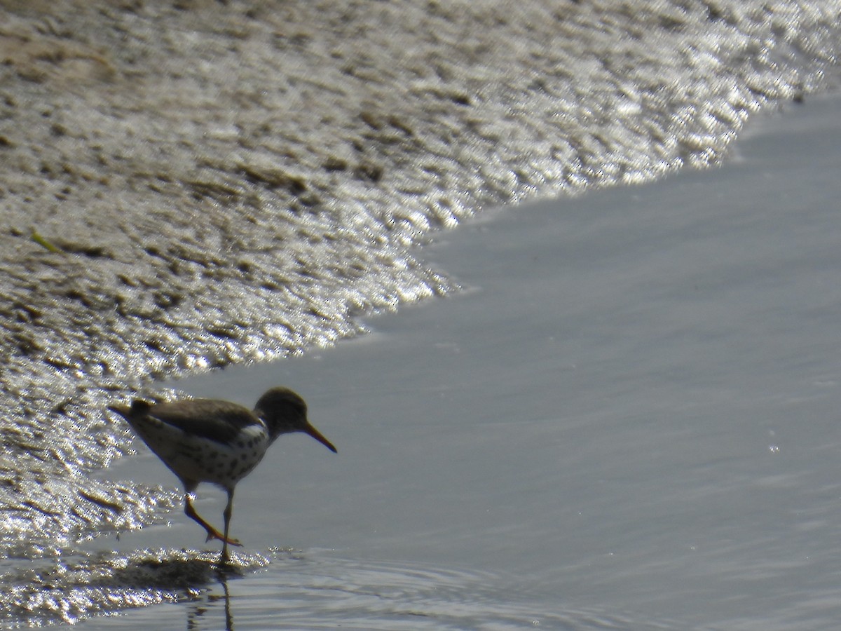 Spotted Sandpiper - ML634164879
