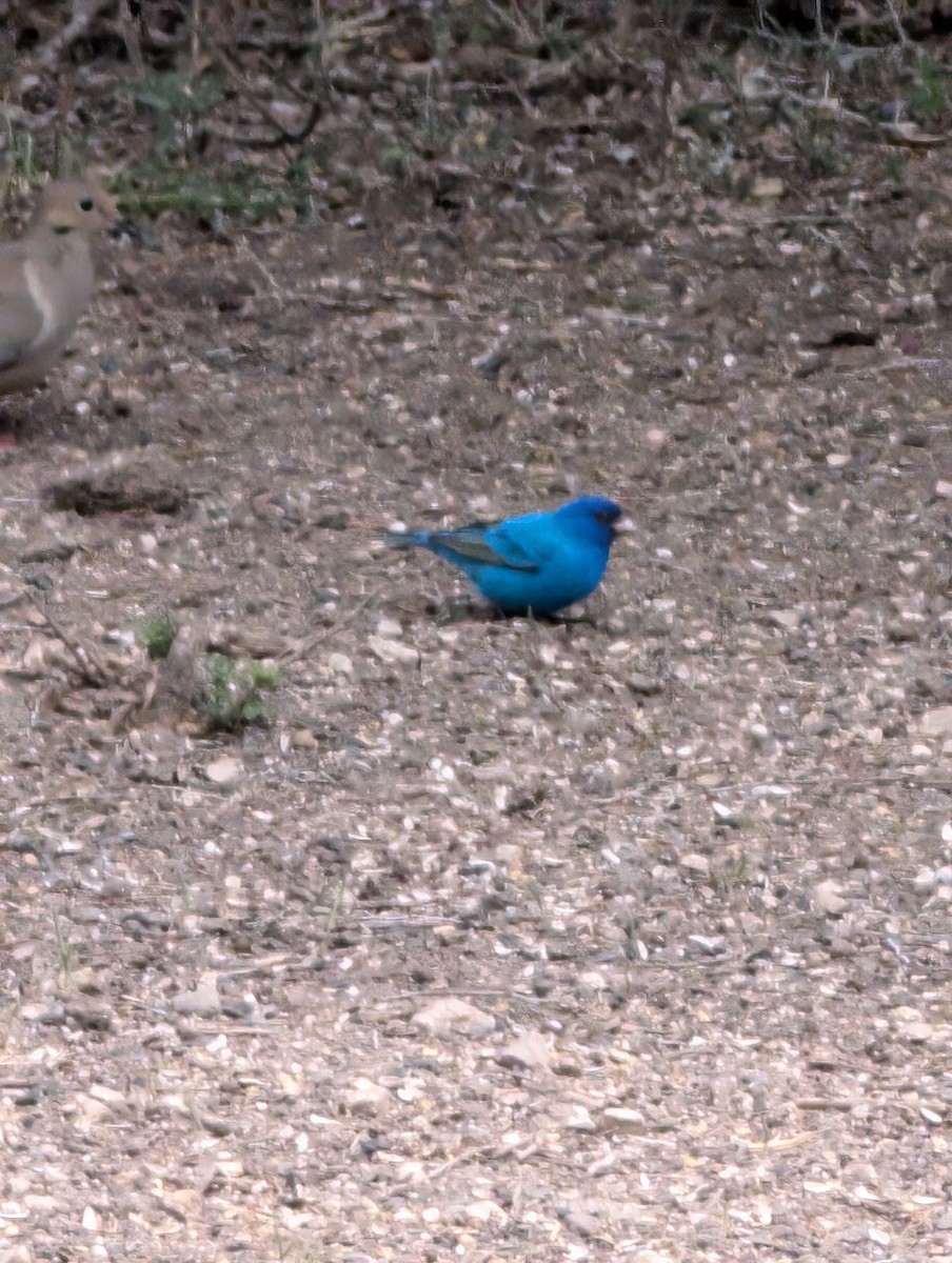 Indigo Bunting - ML634164931
