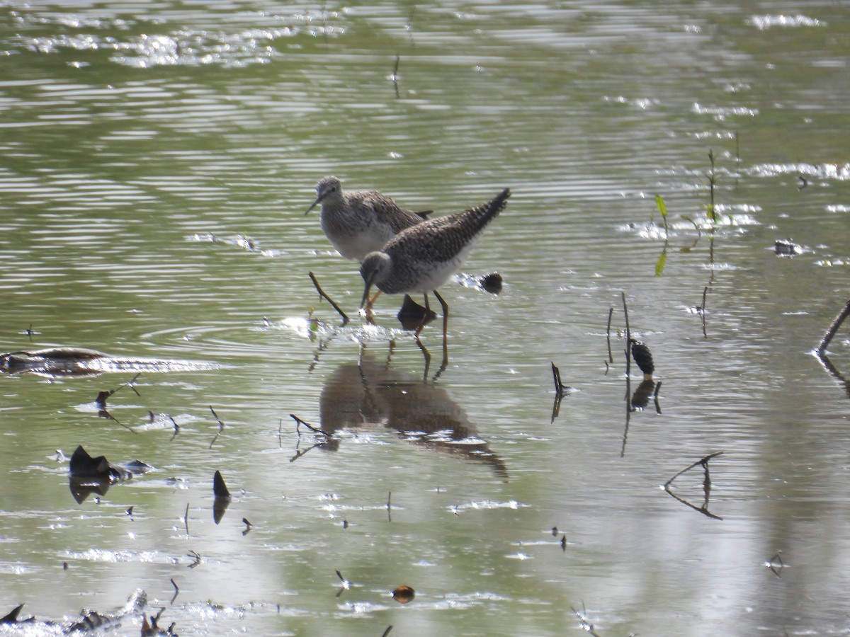 Lesser Yellowlegs - ML634164954