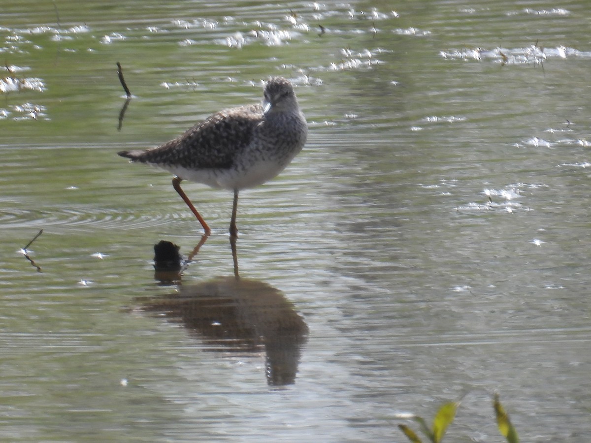 Lesser Yellowlegs - ML634164955