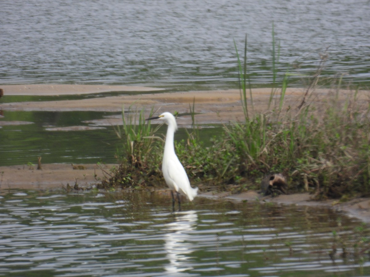 Snowy Egret - ML634164966