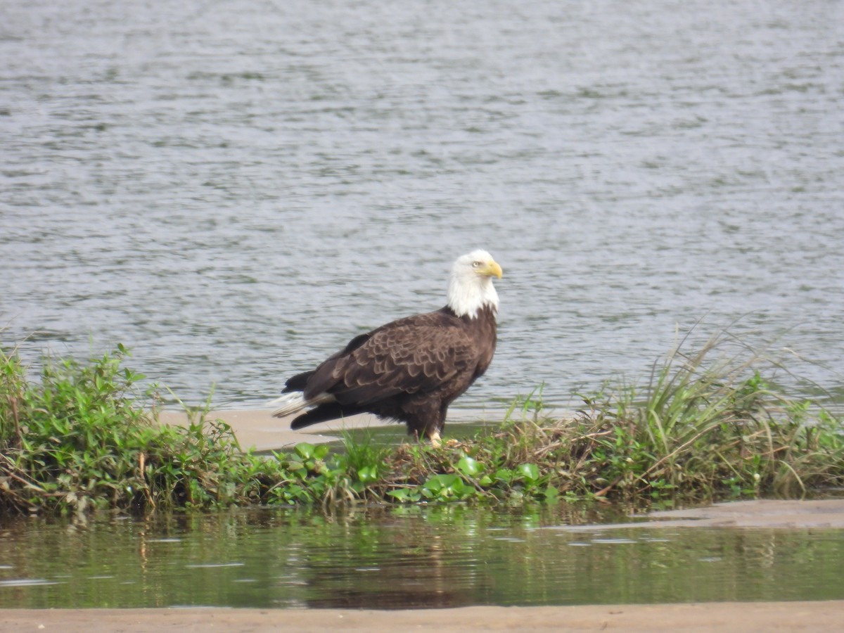 Bald Eagle - ML634164974
