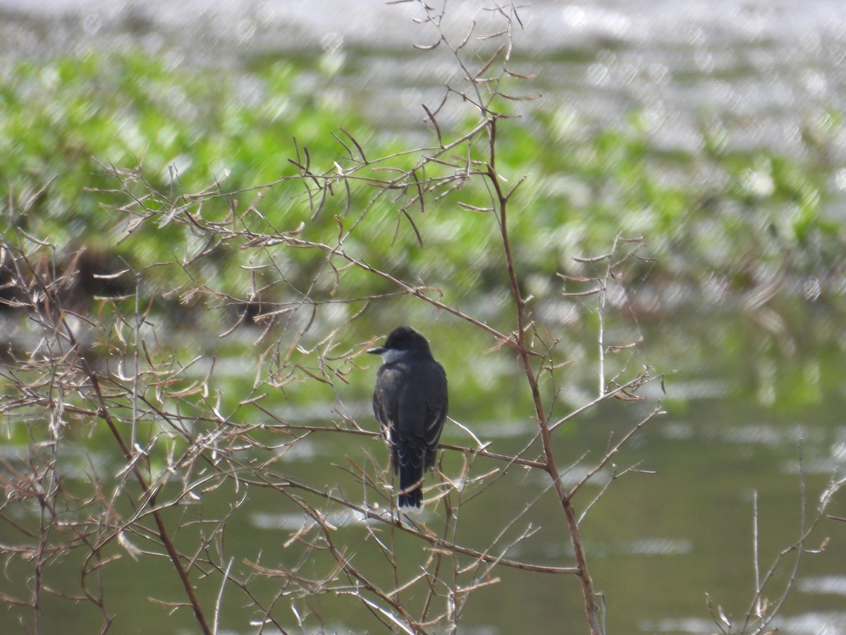 Eastern Kingbird - ML634164981