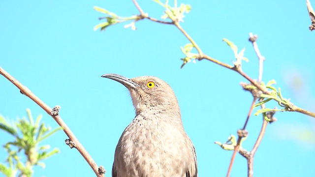 Curve-billed Thrasher (palmeri Group) - ML634165042