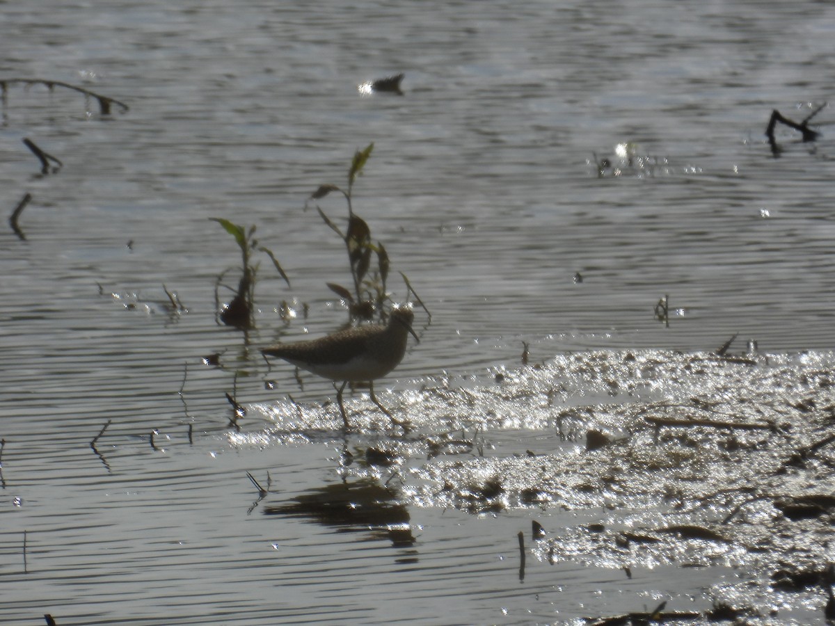 Solitary Sandpiper - ML634165076