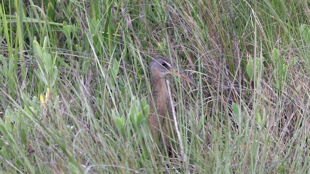 Rascón Crepitante (saturatus/scottii) - ML634165124