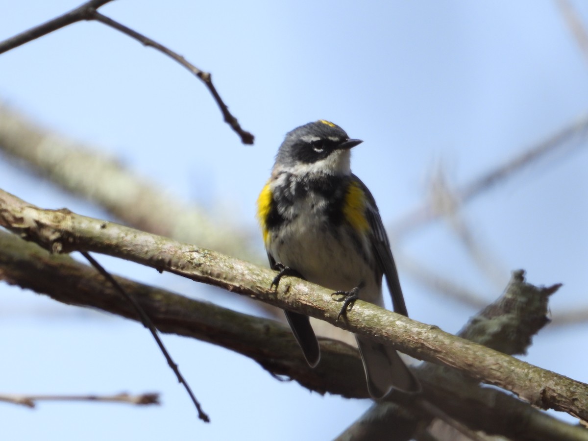 Yellow-rumped Warbler - ML634165175