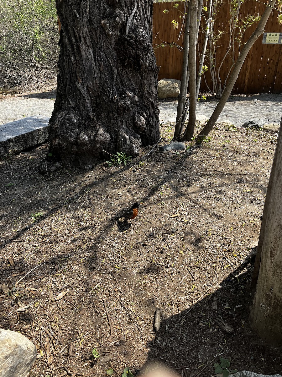 American Robin - ML634165311