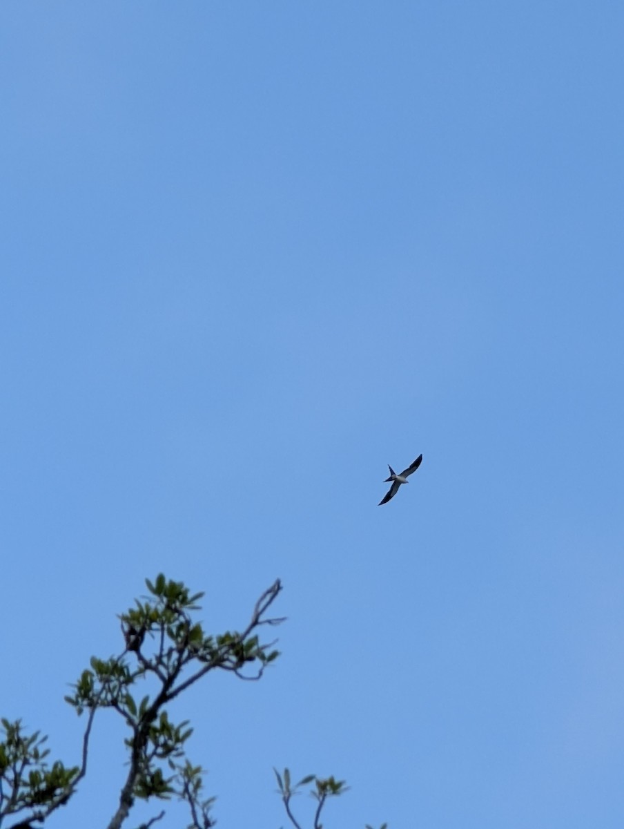 Swallow-tailed Kite - ML634165336