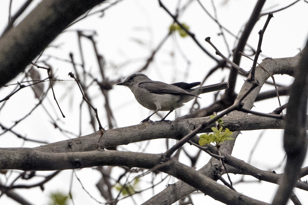 Gray Tit-Flycatcher - ML634165533