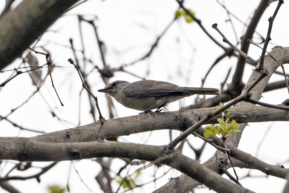 Gray Tit-Flycatcher - ML634165534