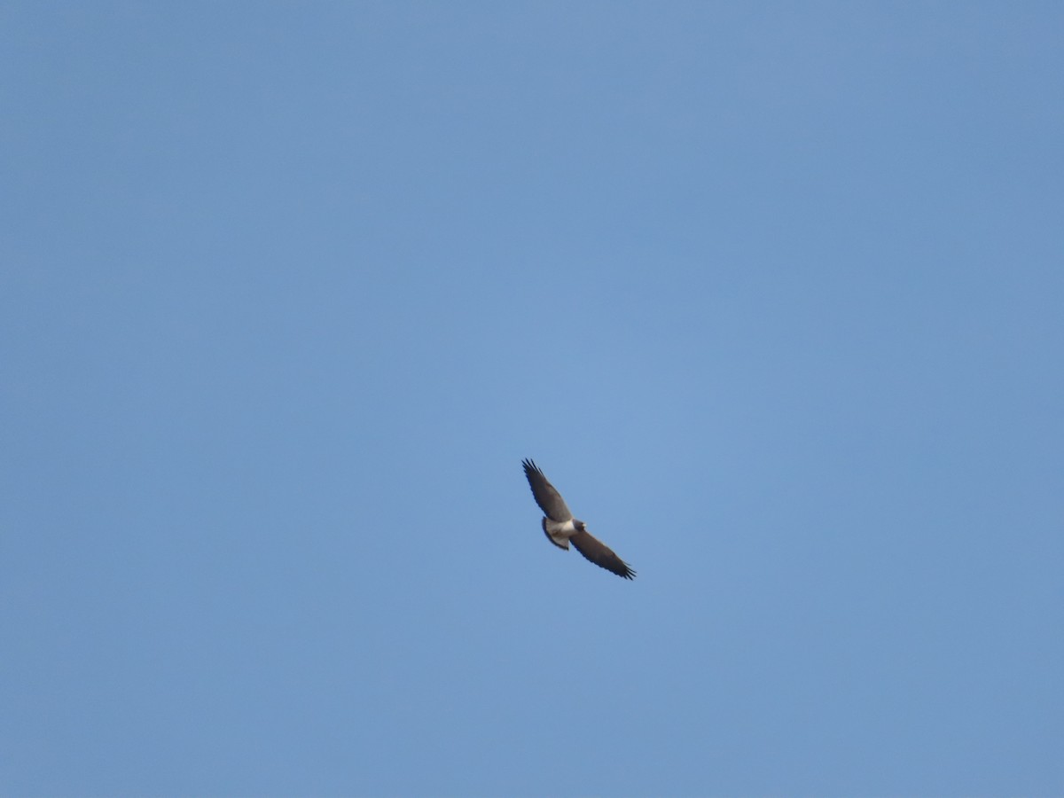 White-tailed Hawk - ML634165538