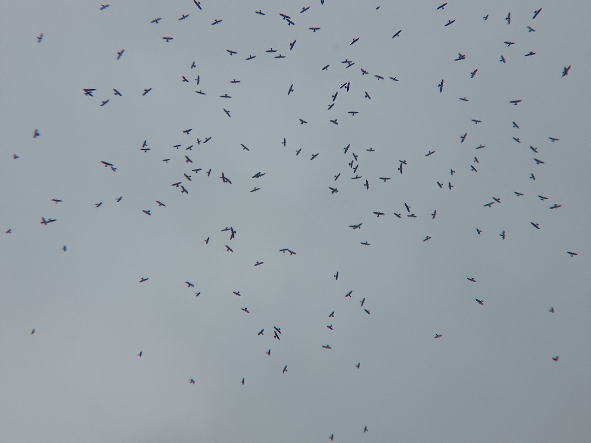 Mississippi Kite - ML634165576